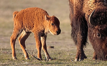 Animals, Food, Grass, Calf, Stroll, Buffalo, Bison HD wallpaper