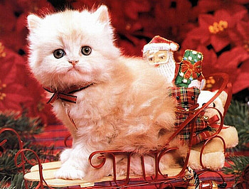 Sleigh Kitty, decorations, kitten, sleigh, christmas HD wallpaper