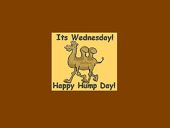 Hump Day, camel, day, brown, wednesday, cute, funny, hump HD wallpaper