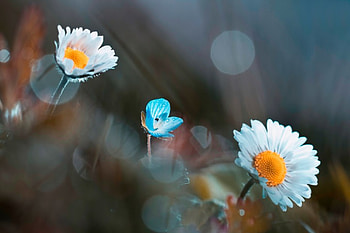 Beautiful Daisies, background, beautiful, nature, blur, flowers, daisies HD wallpaper