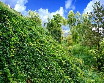 anodyne, green, cool, nature, , forest HD wallpaper