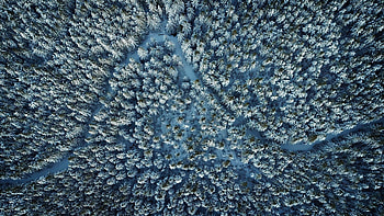 Pine Tree, Winter aerial view HD wallpaper