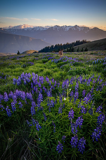 Nature, Flowers, Mountains, Field, Deer, Lupins HD phone wallpaper