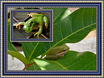 FRAMED FROGS, NATURE, FROGS, , FRAMED HD wallpaper