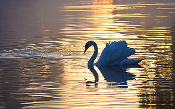 Swan at Sunset, reflection, bird, swan, water, sunset HD wallpaper
