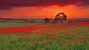 Summer Fields, wildflowers, poppies, colors, landscape, trees, sky, sunset HD wallpaper