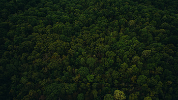 Nature, Trees, View From Above HD wallpaper