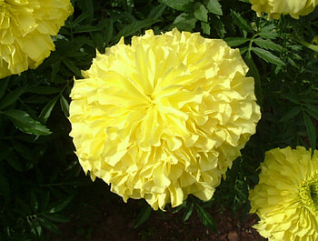Flower, green, yellow HD wallpaper