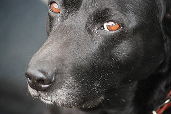 Gorgeous brown eyes, kelpie, black, labrador, brown, gorgeous, eyes, old dog HD wallpaper
