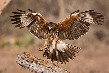 Harriss hawk , Animal, HQ HD wallpaper