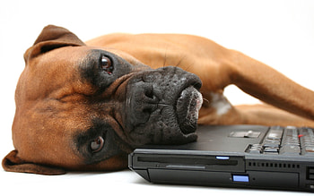 Animals, To Lie Down, Lie, Dog, Muzzle, Notebook, Laptop, Boxer HD wallpaper