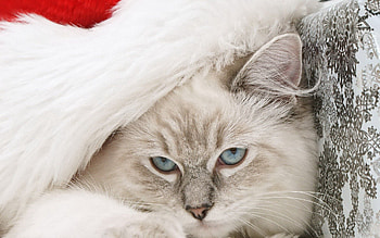 Animals, New Year, Cat, Fluffy, Muzzle, Santa Claus Hat, Santa's Hat, Festive HD wallpaper