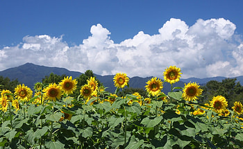 Flowers, Sunflowers, Sky, Clouds, Horizon, Field HD wallpaper