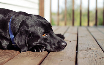 Animals, Dog, Sight, Opinion, Friend HD wallpaper