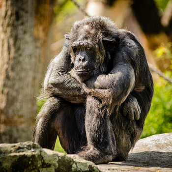 Chimpanzee sitting on stone, Closeup graphy, stock HD phone wallpaper