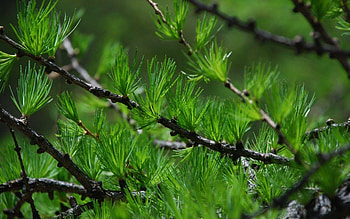 Twigs, Pine Trees HD wallpaper