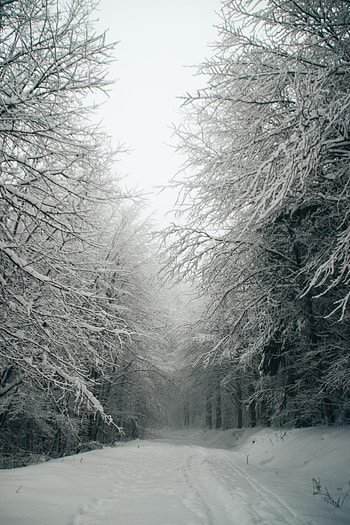 Winter, Nature, Trees, Snow, Forest, Path HD phone wallpaper