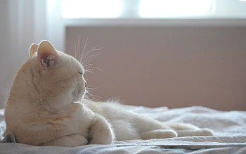 Animals, Cat, To Lie Down, Lie, Dream, Sleep, Bed HD wallpaper