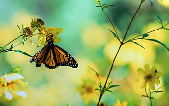 Butterflies, Insects HD wallpaper