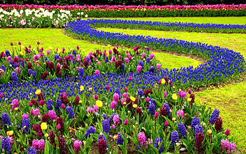 Tulips and Hyacinths Garden, Hyacinth, garden, flowers, grass, tulips, Spring HD wallpaper