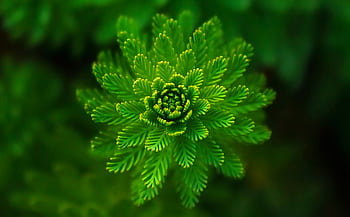 A vibrant green fern captured close-up, showcasing its intricate pattern and fresh growth. HD wallpaper