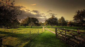 Grass, sand, field, nature, tree HD wallpaper