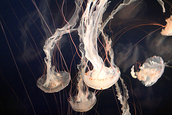 Nature, Jellyfish, Swimming, Underwater World, Tentacles HD wallpaper