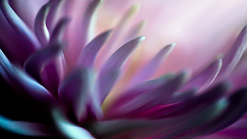 Flower Blessings, pink, plant, blessings, light, flower, green, easter, flowerblessing, blossom HD wallpaper