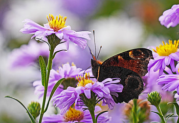 A butterfly on flower, summer, butterfly, pretty, flowers, lovely, macro HD wallpaper
