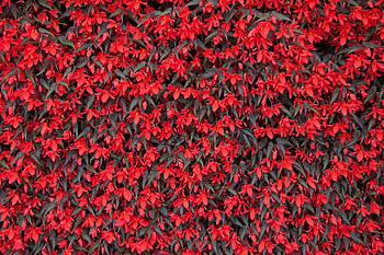 Flowers, Bloom, Flowering, Begonia HD wallpaper