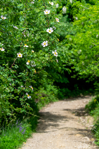 Flowers, Briar, Bush, Plant, Bloom, Flowering HD phone wallpaper
