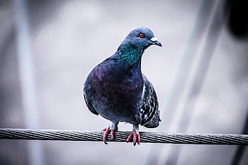 Animals, Bird, Sit, Dove, Wire HD wallpaper