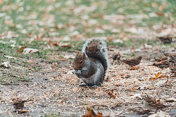 Animals, Squirrel, Blur, Smooth, Is Sitting, Sits HD wallpaper