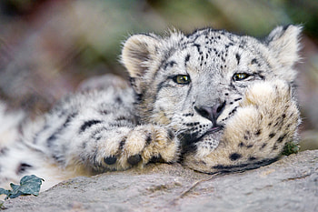 Snow Leopard, Pin on, Snow leopard, Animals HD wallpaper