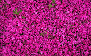 Flowers, Bright, Bloom, Flowering, Lots Of, Multitude HD wallpaper