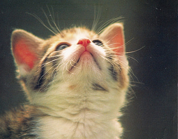 Looking up, kitten, cute, pet, tabby adorable HD wallpaper