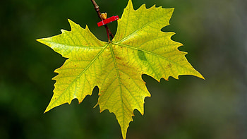Fall maple leaves HD wallpaper
