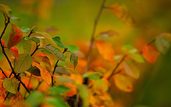 Autumn, Leaves, Macro, Branch HD wallpaper