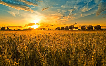 Farm , Rustic charm, Countryside beauty, Farm scenery HD wallpaper