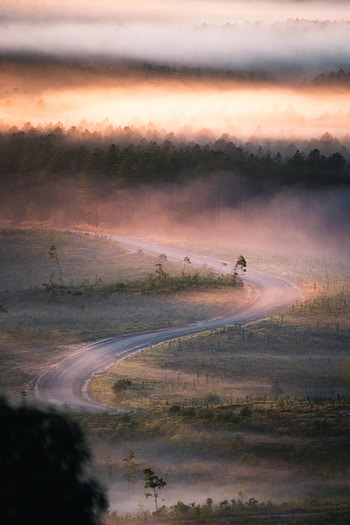 Nature, Trees, Road, Fog, Winding, Sinuous HD phone wallpaper