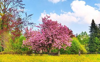 Landscape, Trees HD wallpaper