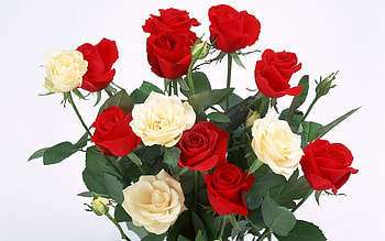 Plants, Flowers, Roses, Postcards, March 8, International Women's Day (Iwd) HD wallpaper