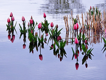 Spring Reflections Of Tulips, Reflections, graphy, Tulips, Flowers, Lake, Nature, Spring HD wallpaper