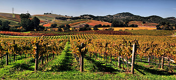 California wineries , Wine country beauty, Scenic vineyards, Explore and travel HD wallpaper