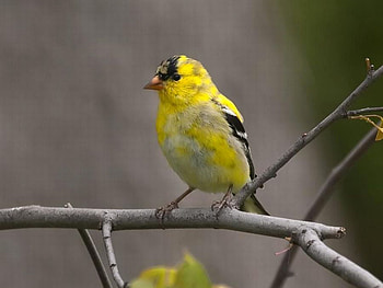 Yellow Bird, cute, bird, , yellow HD wallpaper