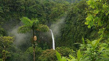 Jungle Background Full, Nature Jungle HD wallpaper