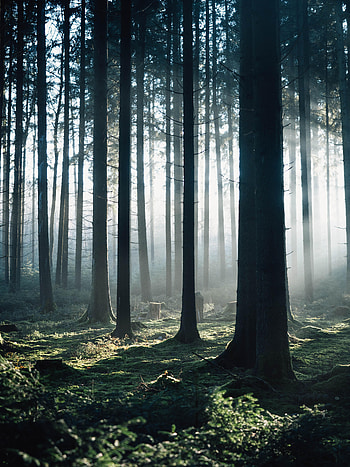 Nature, Trees, Forest, Fog, Morning HD phone wallpaper