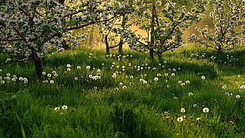Nature, Trees, Grass, Dandelions, Field HD wallpaper