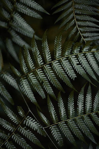 Leaves, Plant, Macro, Fern HD phone wallpaper
