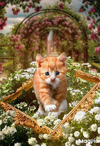 Kitten, fliwer, jitten HD phone wallpaper